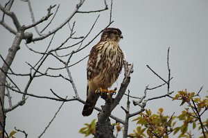 Hawk, Merlin, 2011-05129682 Plum Island NWR, MA